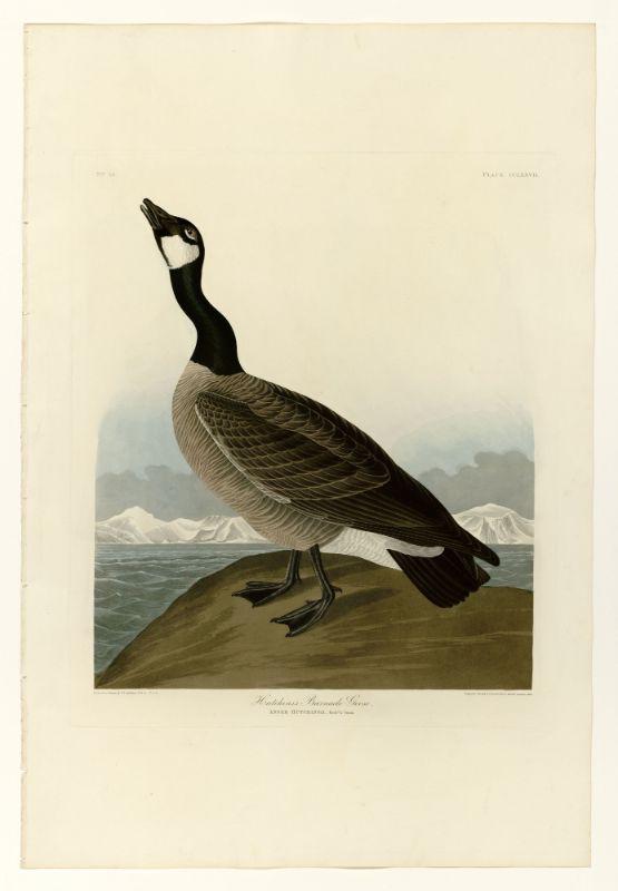 A vintage illustration of a barnacle goose standing on one leg with a landscape featuring mountains in the background.