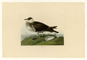 Audubon - Jager - Plate 253