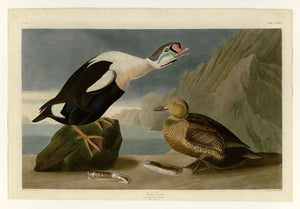 Audubon - King Duck - Plate 276
