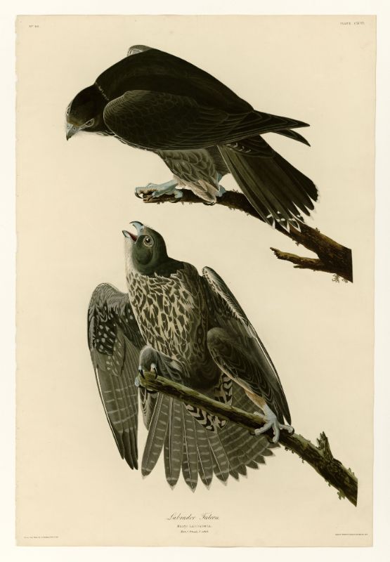 Audubon - Labrador Falcon - Plate 196