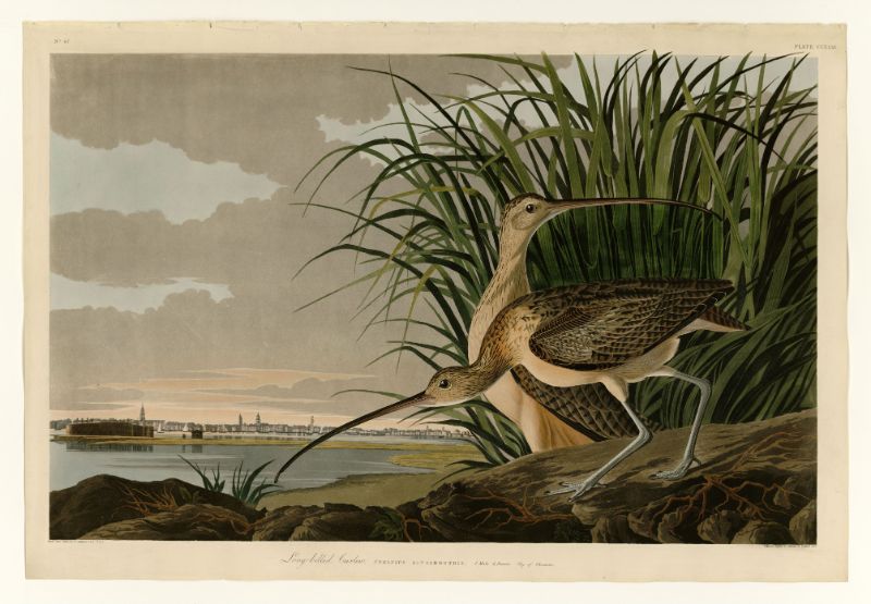 Audubon - Long-billed Curlew - Plate 231