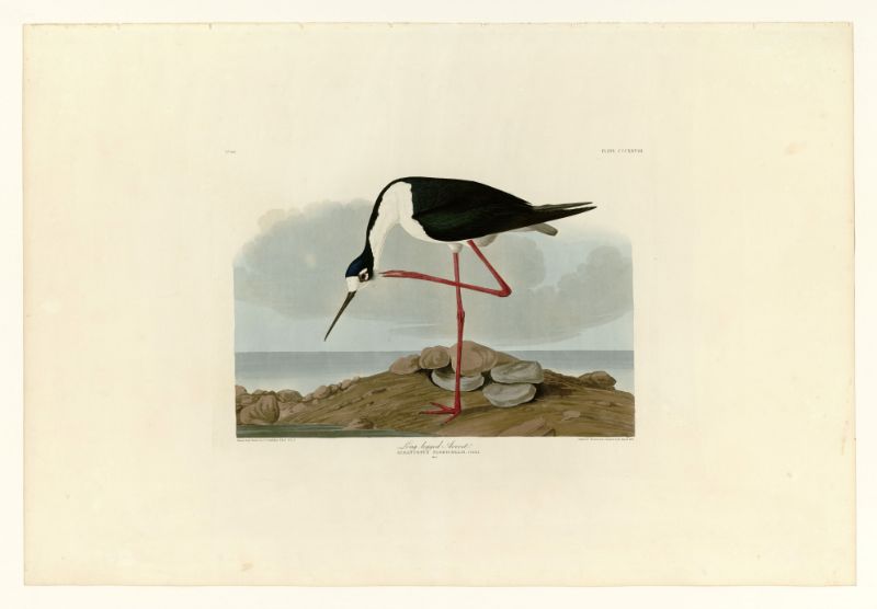 Audubon - Long-legged Avocet - Plate 328