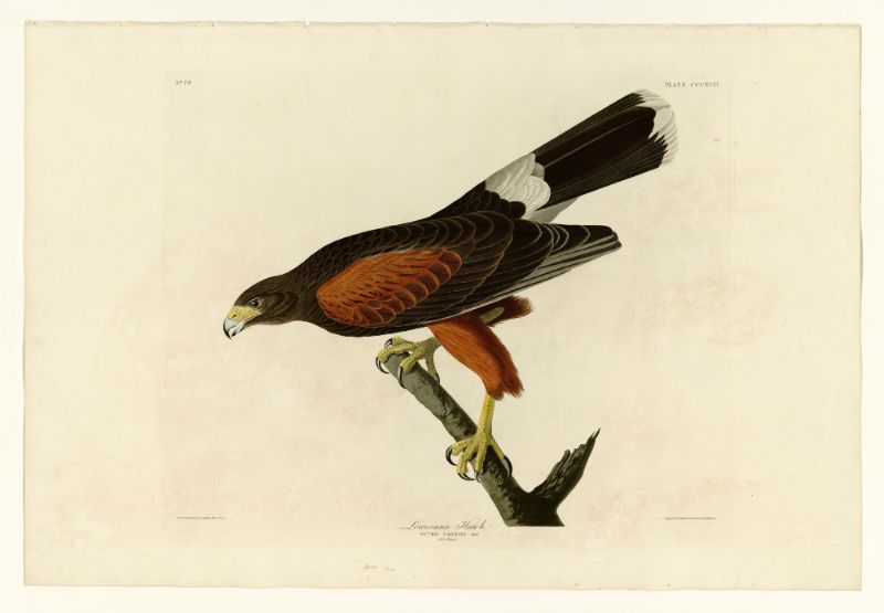 Audubon - Louisiana Hawk - Plate 392