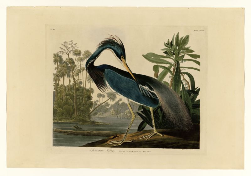 Audubon - Louisiana Heron - Plate 217