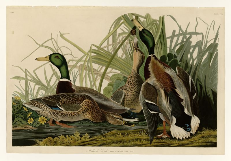 Audubon - Mallard Duck - Plate 221