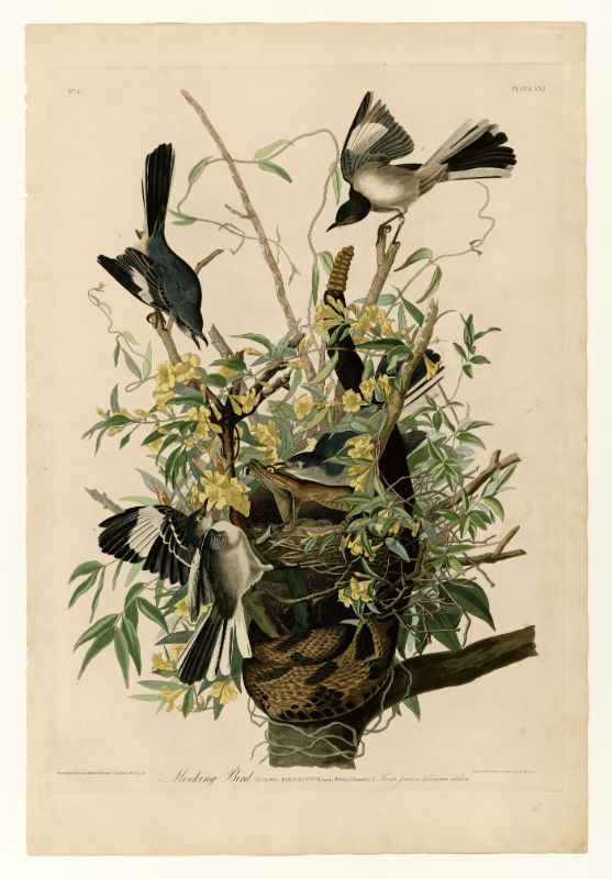 Audubon - Mocking Bird - Plate 21