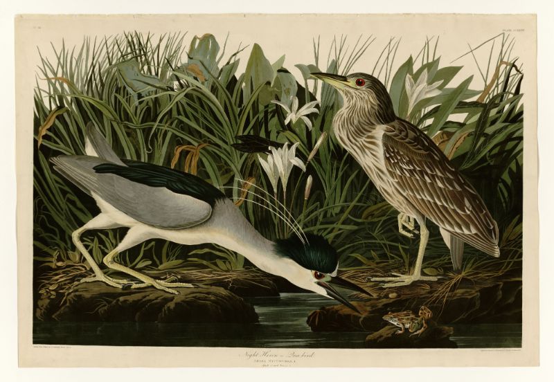 Audubon - Night Heron - Plate 236