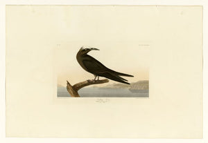 Audubon - Noddy Tern - Plate 275