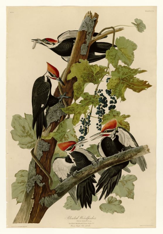 Audubon - Pileated Woodpecker - Plate 111