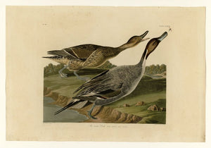 Audubon - Pin tailed Duck - Plate 227