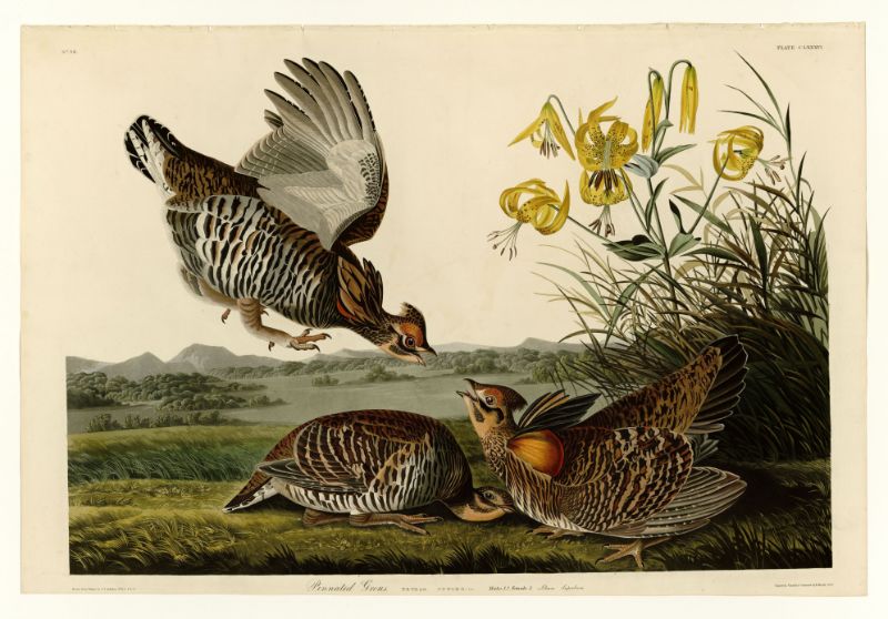 Audubon - Pinnated Grouse - Plate 186
