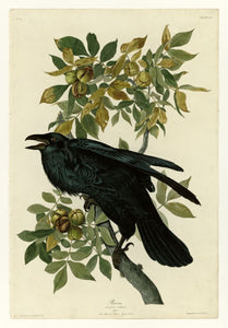 Audubon - Raven - Plate 101