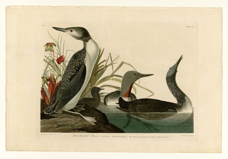 Audubon - Red-Throated Diver - Plate 202