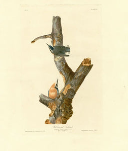 Audubon - Red breasted Nuthatch - Plate 105
