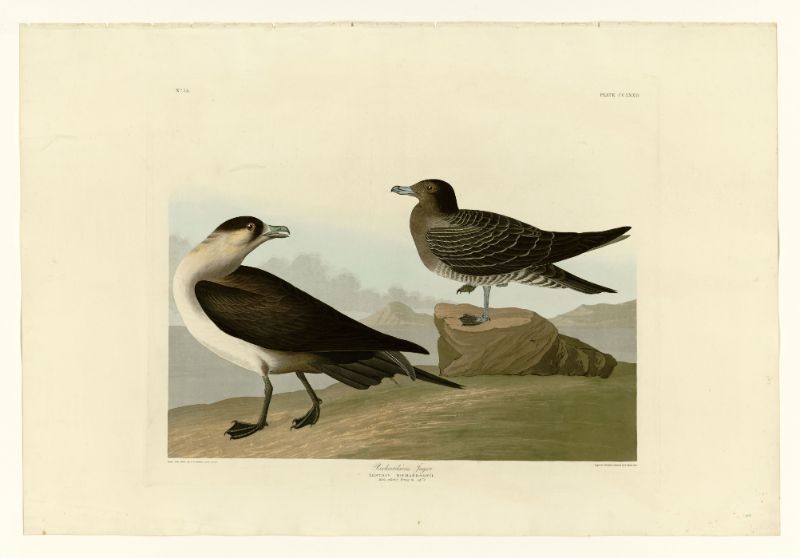 Audubon - Richardsons Jager - Plate 272