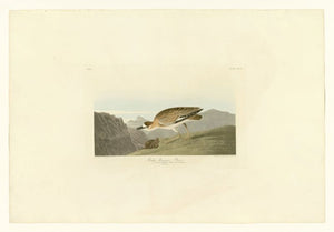Audubon - Rocky Mountain Plover - Plate 350