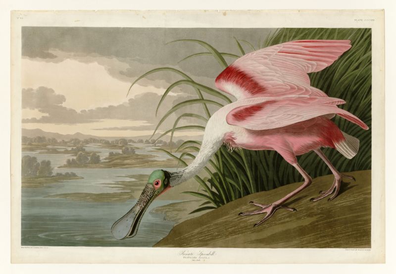 Audubon - Roseate Spoonbill - Plate 321