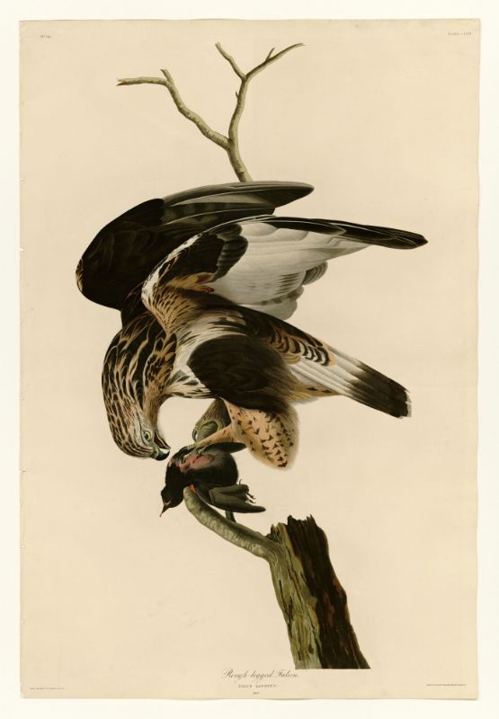 Audubon - Rough-legged Falcon - Plate 166