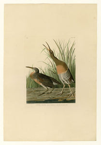 Audubon - Salt Water Marsh Hen - Plate 204