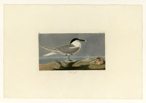 Audubon - Sandwich Tern - Plate 279