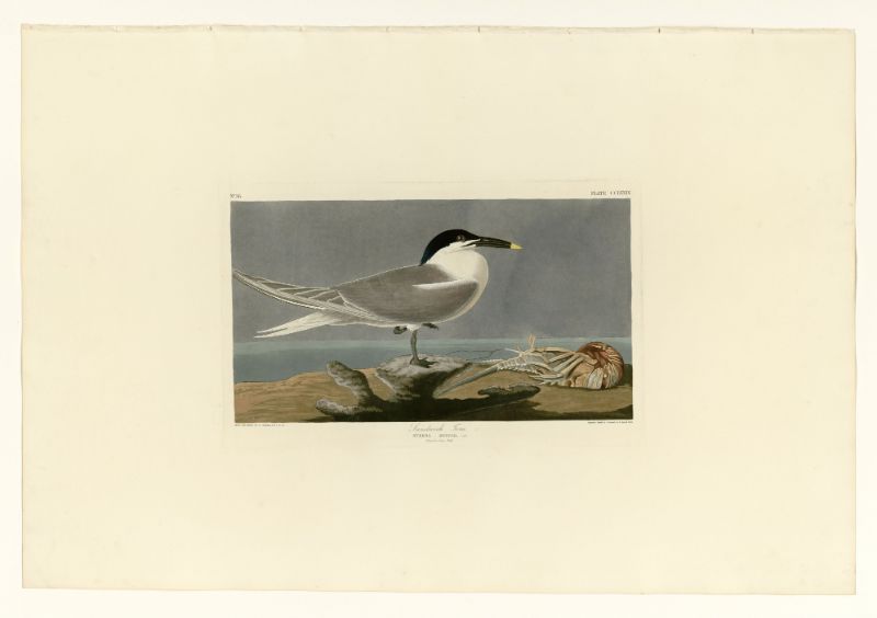 Audubon - Sandwich Tern - Plate 279