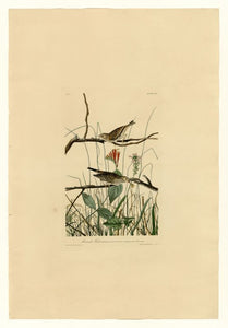 Audubon - Savannah Finch - Plate 109