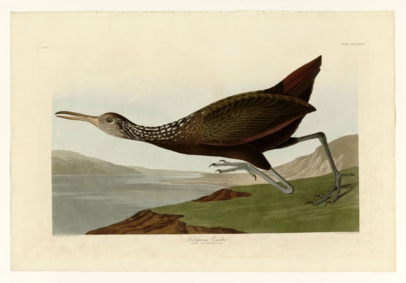 Audubon - Scolopaceus Courlan - Plate 377