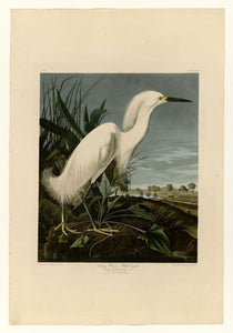 Audubon - Snowy Heron - Plate 242