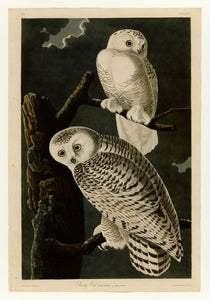 Audubon - Snowy Owl - Plate 121