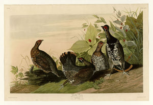 Audubon - Spotted Grouse - Plate 176