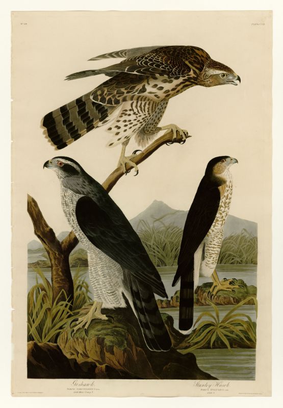 Audubon - Stanley Hawk - Plate 141