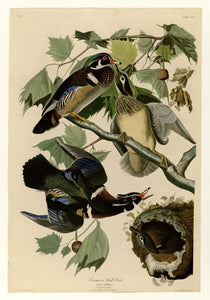 Audubon - Summer Duck - Plate 206