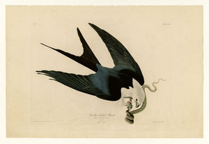 Audubon - Swallow-tailed Hawk - Plate 72