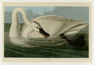 Audubon - Trumpeter Swan (Adult) - Plate 406