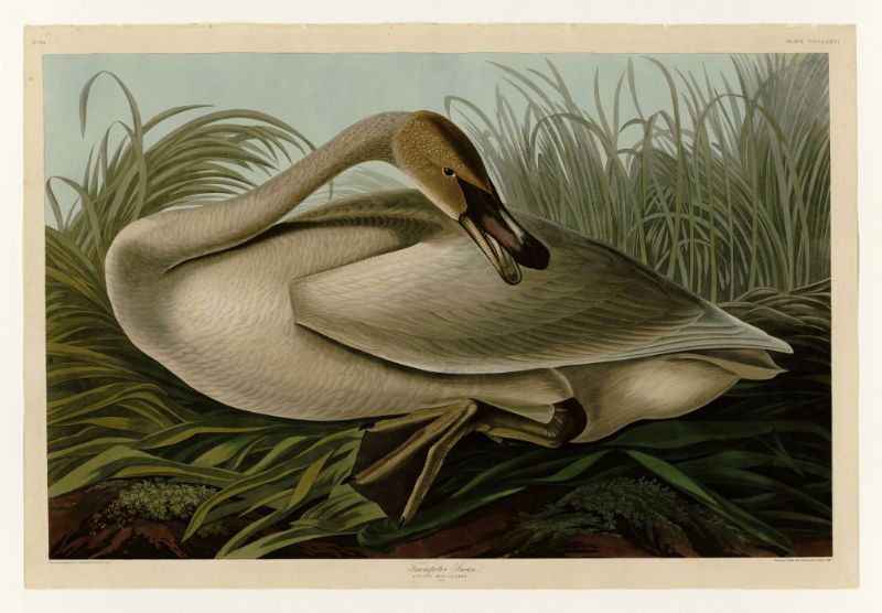 Audubon - Trumpeter Swan (Juvenile) - Plate 376