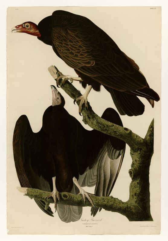 Audubon - Turkey Buzzard - Plate 151