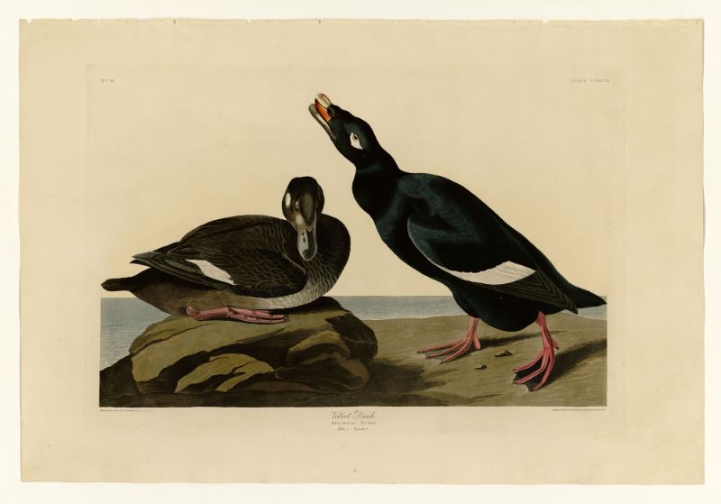 Audubon - Velvet Duck - Plate 247