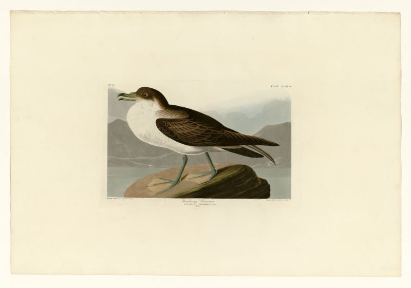 Audubon - Wandering Shearwater - Plate 283