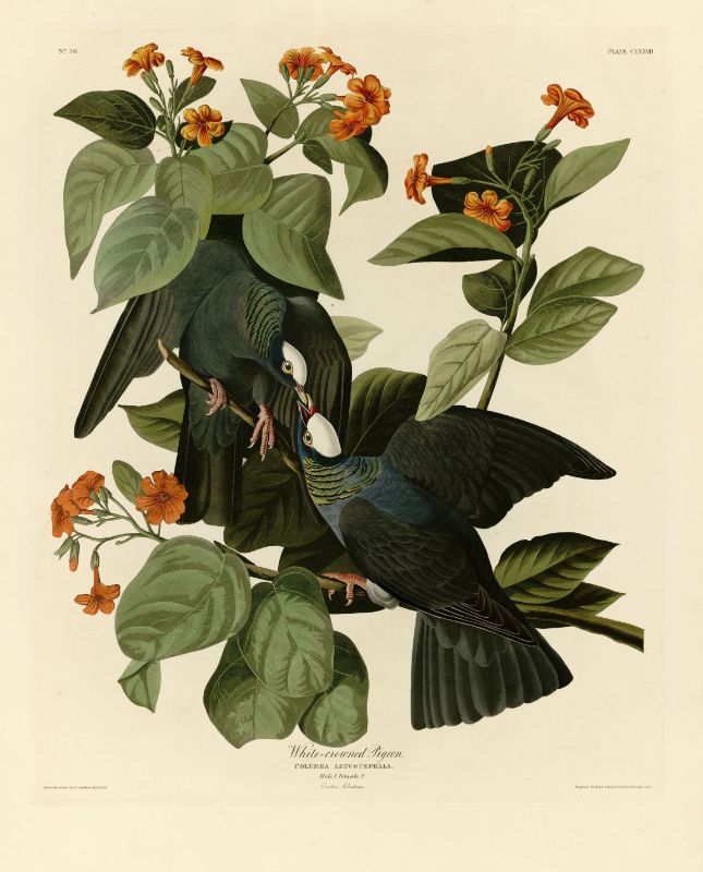 Audubon - White-crowned Pigeon - Plate 177