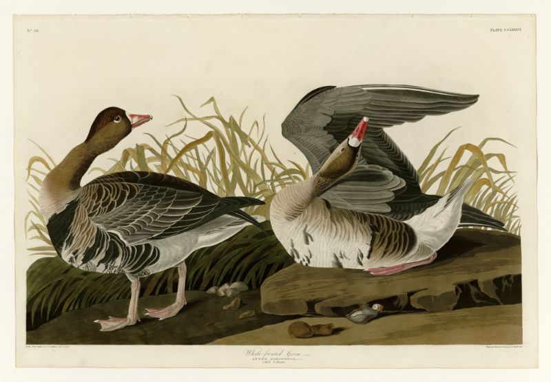Audubon - White-fronted Goose - Plate 286