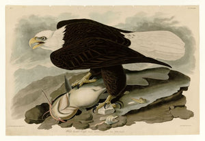 Audubon - White-headed Eagle (Adult) - Plate 31