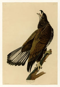 Audubon - White-headed Eagle (Juvenile) - Plate 126
