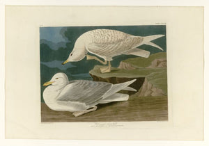 Audubon - White-winged silvery Gull - Plate 282