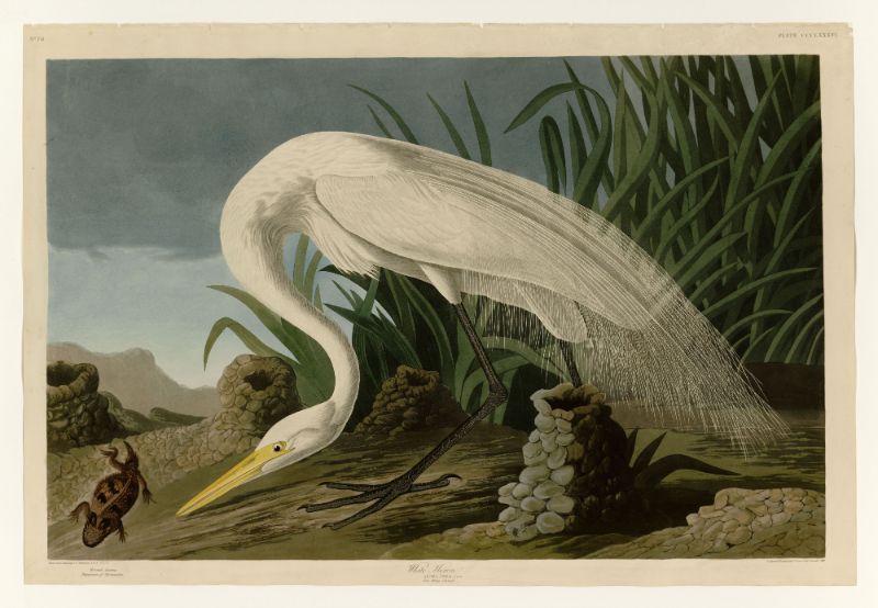 Audubon - White Heron - Plate 386