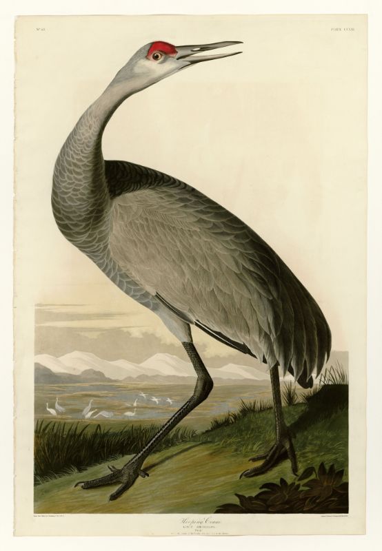 Audubon - Whooping Crane - Plate 261