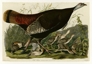 Audubon - Wild Turkey (Female) - Plate 6