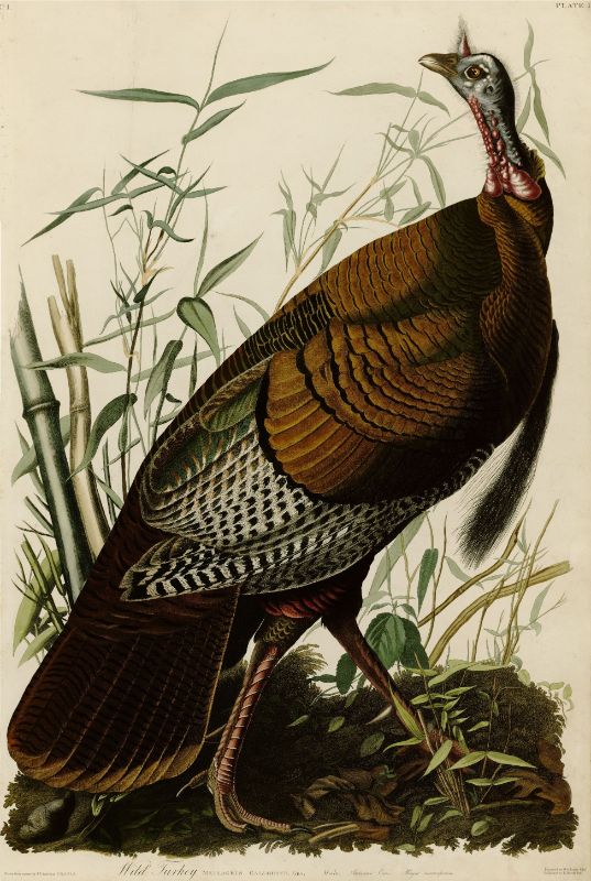 Audubon - Wild Turkey (Male) - Plate 1