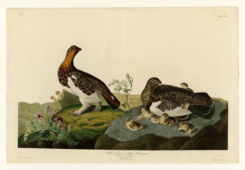 Audubon - Willow Grouse - Plate 191