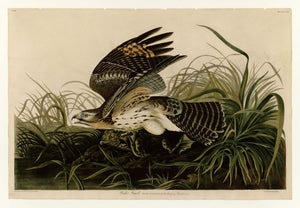 Audubon - Winter Hawk - Plate 71