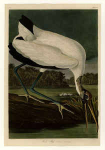 Audubon - Wood Ibis - Plate 216
